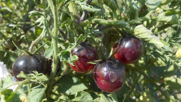 How to feed tomatoes in mid-summer for a big harvest