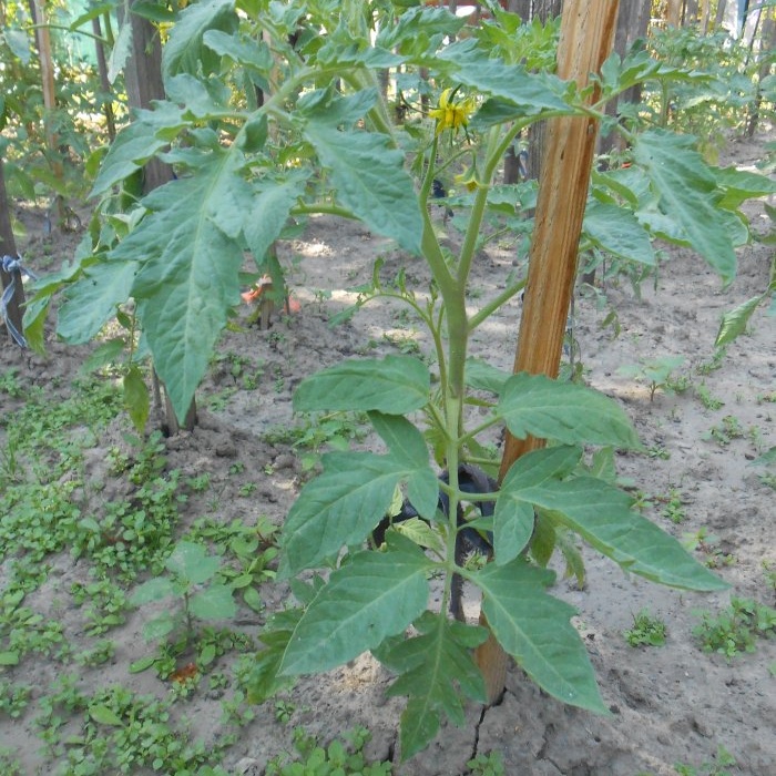 How to feed tomatoes in mid-summer for a big harvest