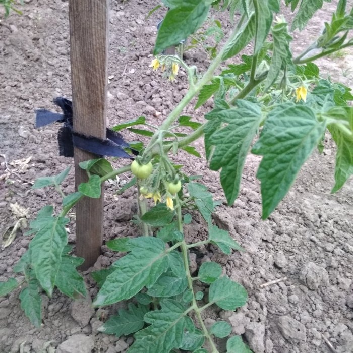 How to feed tomatoes in mid-summer for a big harvest