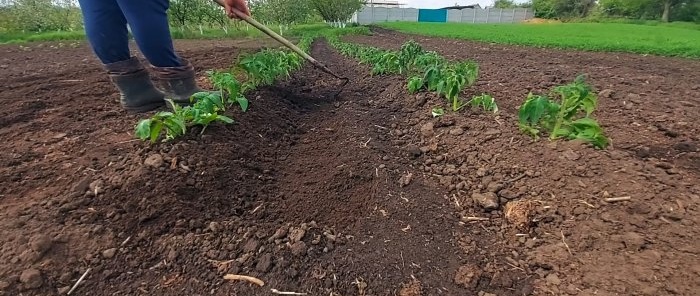 How to grow tomatoes without a single watering all summer