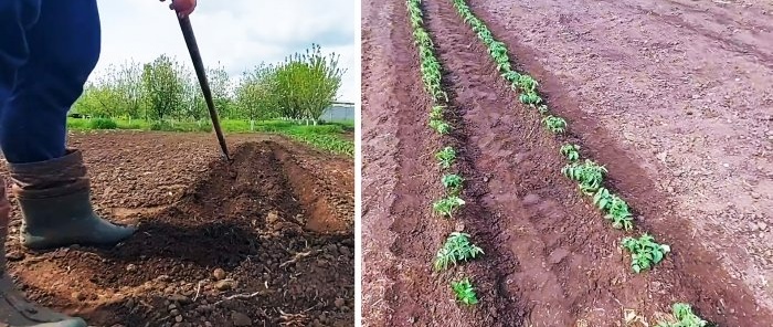 How to grow tomatoes without a single watering all summer