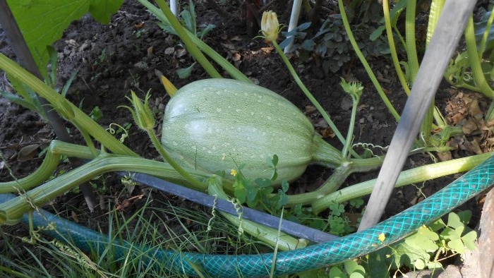 How to feed cucumbers in mid-summer to increase productivity