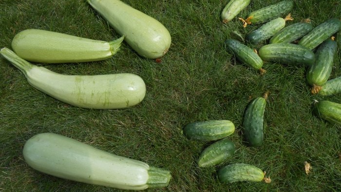 How to feed cucumbers in mid-summer to increase productivity