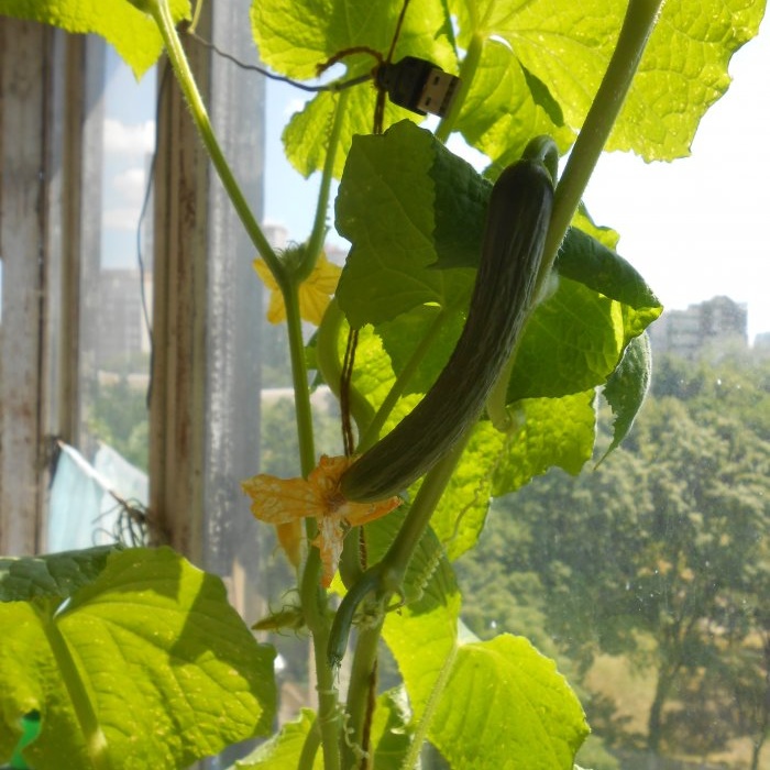 How to feed cucumbers in mid-summer to increase productivity