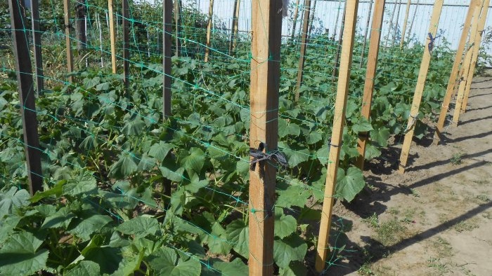 How to feed cucumbers in mid-summer to increase productivity