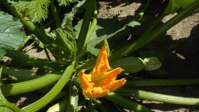 How to feed cucumbers in mid-summer to increase productivity