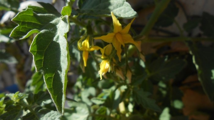 How to feed cucumbers in mid-summer to increase productivity