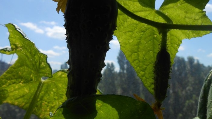 How to feed cucumbers in mid-summer to increase productivity