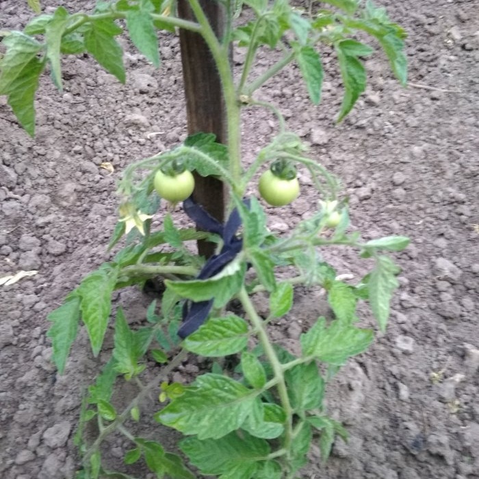 The optimal six-day scheme for feeding tomatoes during the period of active fruiting