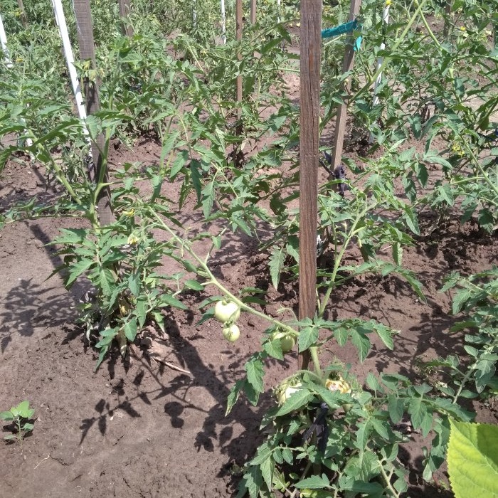 The optimal six-day scheme for feeding tomatoes during the period of active fruiting