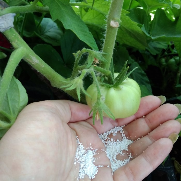 The optimal six-day scheme for feeding tomatoes during the period of active fruiting