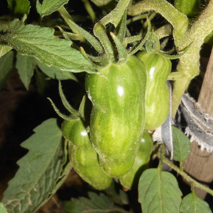 The optimal six-day scheme for feeding tomatoes during the period of active fruiting