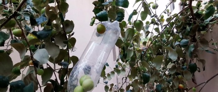 How to make a simple fruit picker from high branches from a PET bottle