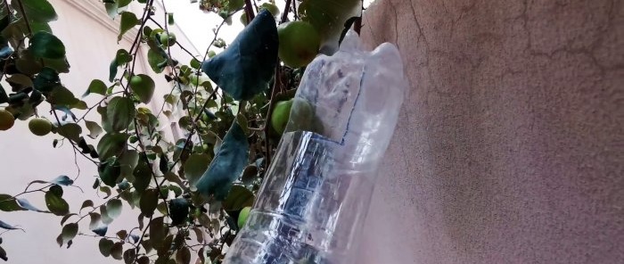 How to make a simple fruit picker from high branches from a PET bottle