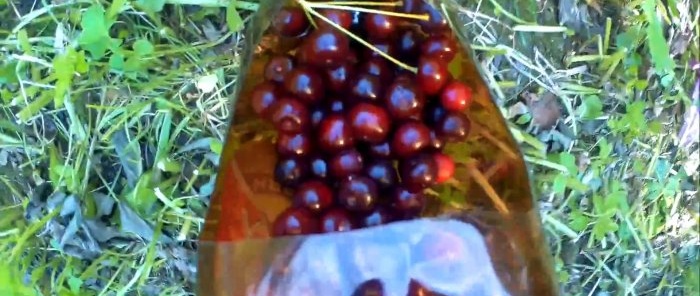 DIY device for picking cherries from a bottle in 5 minutes