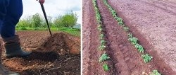 How to grow tomatoes without a single watering all summer