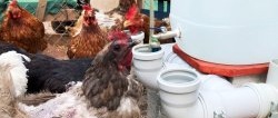 Automatic waterer for poultry from sewer tees and elbows