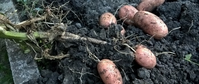 August potato harvesting The main thing about preliminary preparation, digging rules and secrets of winter storage of tubers