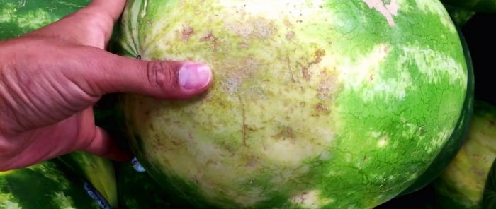 4 signs of how to spot a sweet watermelon