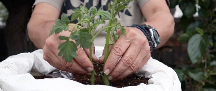 Křížením rajčete s bramborem vznikne úžasná rostlina