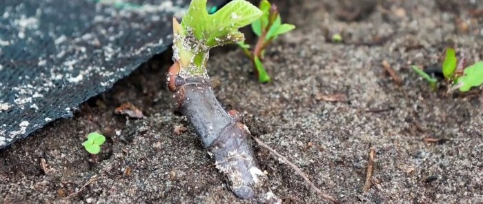 4 ways to germinate cuttings Which is the best