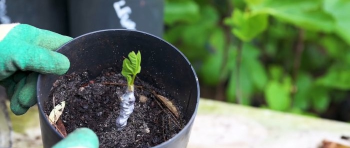 4 ways to germinate cuttings Which is the best