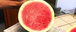 4 signs of how to spot a sweet watermelon