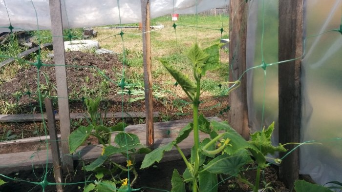 Do you want a lot of cucumbers? Grow cucumbers on a grid and collect without problems