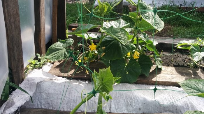 Do you want a lot of cucumbers? Grow cucumbers on a grid and collect without problems