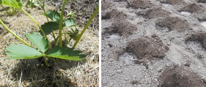 Есенно засаждане на градински ягоди с всички нюанси за обилна реколта