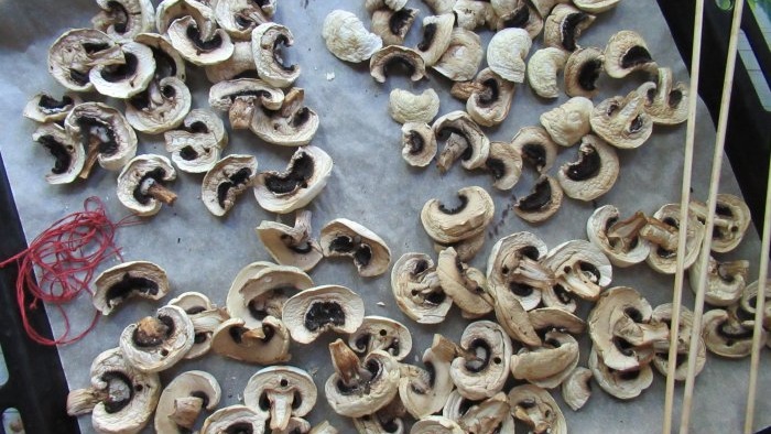 How to dry champignons without a dryer