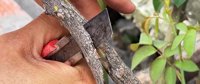 How to propagate roses by air layering using a banana and a PET bottle without hassle