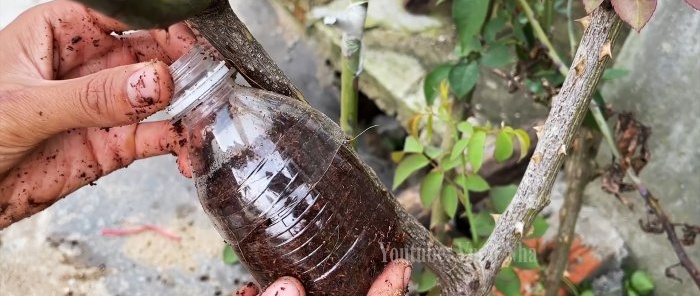 How to propagate roses by air layering using a banana and a PET bottle without hassle