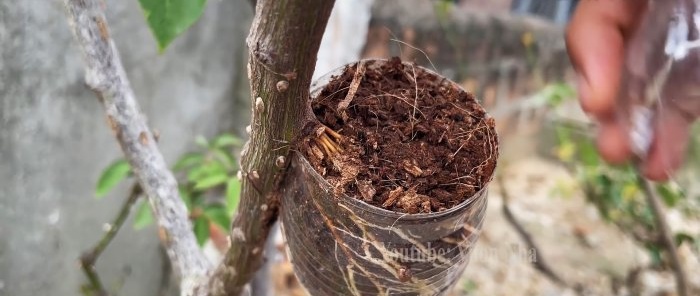 How to propagate roses by air layering using a banana and a PET bottle without hassle