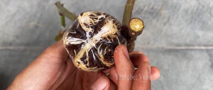 How to propagate roses by air layering using a banana and a PET bottle without hassle