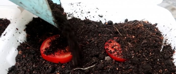 Une méthode de culture de tomates à partir de graines dans des bouteilles PET suspendues. Convient même aux appartements et aux balcons.