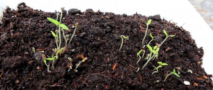 Une méthode de culture de tomates à partir de graines dans des bouteilles PET suspendues. Convient même aux appartements et aux balcons.