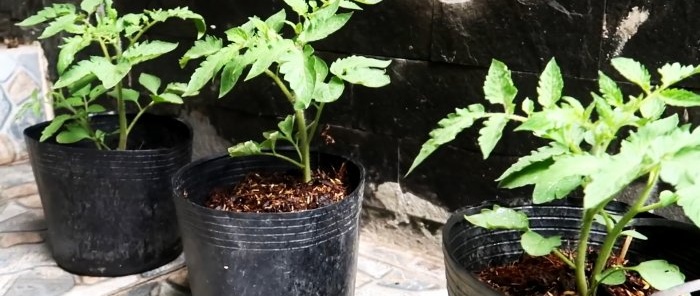 Une méthode de culture de tomates à partir de graines dans des bouteilles PET suspendues. Convient même aux appartements et aux balcons.