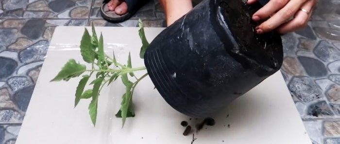 Une méthode de culture de tomates à partir de graines dans des bouteilles PET suspendues. Convient même aux appartements et aux balcons.