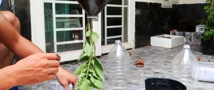 Une méthode de culture de tomates à partir de graines dans des bouteilles PET suspendues. Convient même aux appartements et aux balcons.