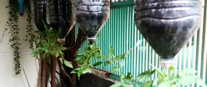 Une méthode de culture de tomates à partir de graines dans des bouteilles PET suspendues. Convient même aux appartements et aux balcons.