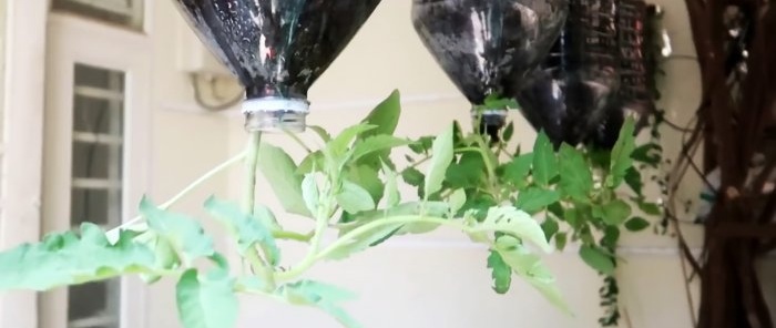 Une méthode de culture de tomates à partir de graines dans des bouteilles PET suspendues. Convient même aux appartements et aux balcons.