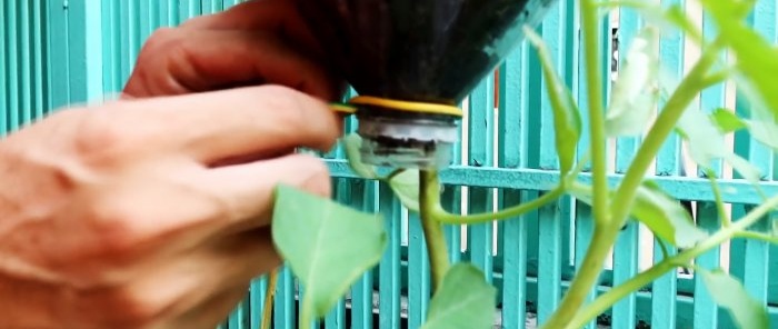 Une méthode de culture de tomates à partir de graines dans des bouteilles PET suspendues. Convient même aux appartements et aux balcons.