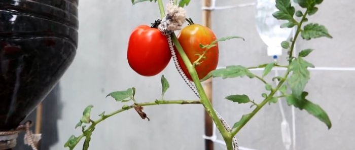 Une méthode de culture de tomates à partir de graines dans des bouteilles PET suspendues. Convient même aux appartements et aux balcons.