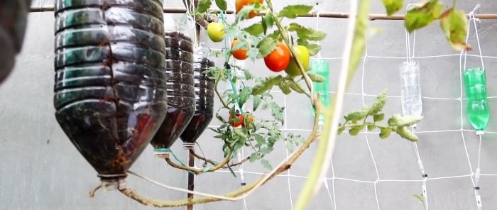 Une méthode de culture de tomates à partir de graines dans des bouteilles PET suspendues. Convient même aux appartements et aux balcons.