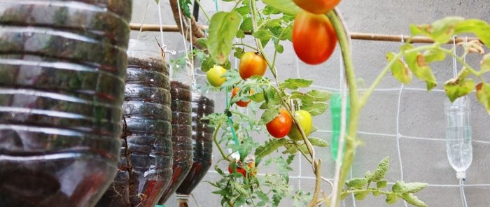 Une méthode de culture de tomates à partir de graines dans des bouteilles PET suspendues. Convient même aux appartements et aux balcons.