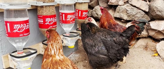 Automatic feeder with automatic drinker made of PET bottles for poultry