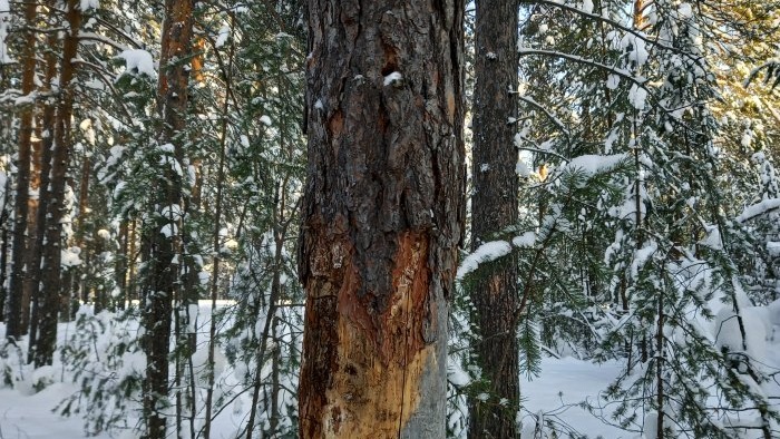 Hur man gör en mycket ovanlig original nattlampa - definitivt ingen har något liknande