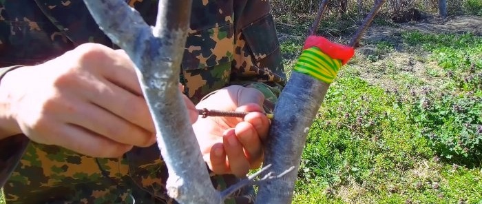 Come innestare facilmente un albero usando un trapano: un metodo che funziona sempre