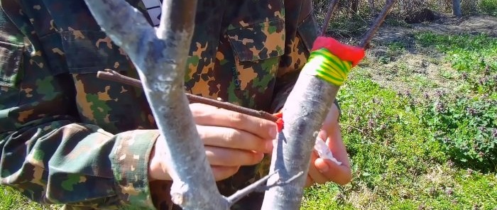 Come innestare facilmente un albero usando un trapano: un metodo che funziona sempre